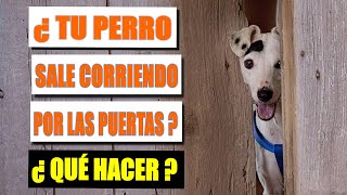 🚪🐶 Cómo Evitar que Tu Perro Escape por las Puertas [upl. by Ycart]