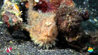 Muck Diving in Lembeh Strait Episode 39 [upl. by Llehsam]