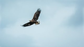 De Biesbosch HD [upl. by Eycal]