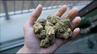 is CBD WEED worth it [upl. by Assenat]