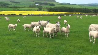 Texel Sheep Society Focus Farm  Hepburn Farms Wooler [upl. by Lamrej]