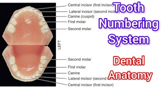 Tooth numbering system  Dental formula  Formula for teeth 😁 [upl. by Ardelis119]