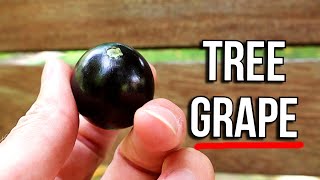 SABARA JABOTICABA  The Brazilian Tree quotGrapequot  Weird Fruit Explorer [upl. by Noiraa674]