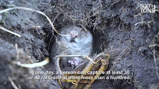 The Rat Hunters of Inner Mongolia [upl. by Annekim]