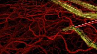 HHMI  Life Cycle of Malaria Parasite in Human Host [upl. by Matthews506]