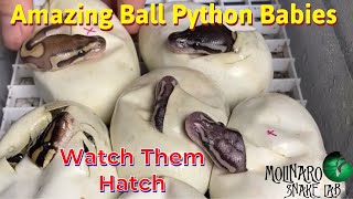 Hatching Ball Pythons [upl. by Jeniffer]