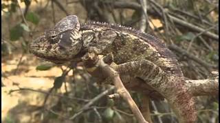 THE CHAMELEONS OF MADAGASCAR [upl. by Enawyd]