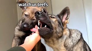 Dog Reviews Food with Puppy Brother [upl. by Libbey]