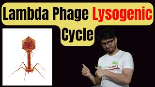 Lysogenic cycle of bacteriophage  Lysogenic cycle in Hindi [upl. by Meras139]