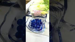 白菜の芯を水につけたらどうなる？検証！What happens if you soak the core of Chinese cabbage in water 白菜 cabbage 野菜 [upl. by Kowtko]