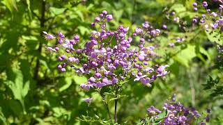 Thalictrum rochebrunianum [upl. by Drahser]