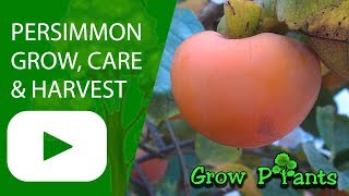 Persimmon tree  grow care harvesting and eating [upl. by Tedd471]