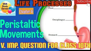 PERISTALTIC MOVEMENT IN FOOD PIPE  HUMANS DIGESTIVE SYSTEM  NUTRITION  CLASS 10 [upl. by Ttenyl]