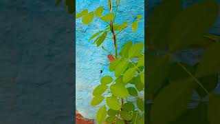 White aprajita and blue aprajita plant garden gardening plants [upl. by Peih]