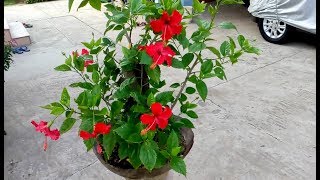 How to make bonsai hibiscus tree update [upl. by Yelahs]