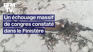 Des centaines de congres s’échouent sur les plages de Bretagne depuis plusieurs jours [upl. by Mloc658]