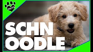 Top 10 Facts About Schnoodles  Miniature Schnauzer Poodle Mix Dogs 101 [upl. by Mauri219]