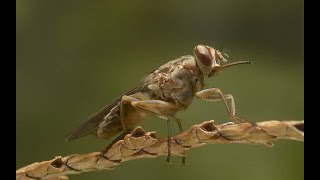 La Mosca Tsetsé y su Picadura Mortal [upl. by Suirradal278]