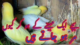 Chicks 1 Month key ho jaen tu Ye kam lazmi ker lain [upl. by Knoll]