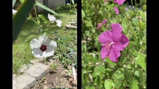 Pavonia Rock Rose [upl. by Rockafellow]