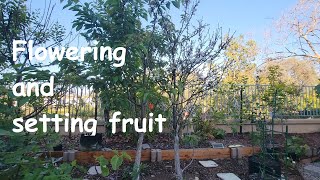 Flowering and setting fruit update [upl. by Nosrak]