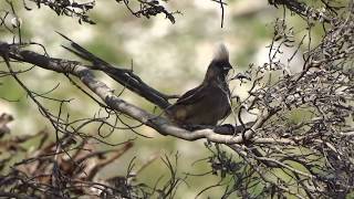 BraunflügelMausvogel [upl. by Werbel]