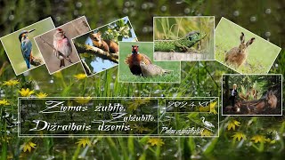 Birds PUTNI  Ziemas žubīte Zaļžubīte Dižraibais dzenis [upl. by Klaus423]