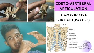 CHEST WALL ARTICULATION  PART 1 BIOMECHANICS OF THORAX Physiotherapy Tutorial [upl. by Antony]