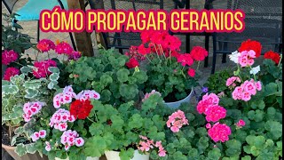 Como Propagar Geranios Y Cuidados [upl. by Ali]