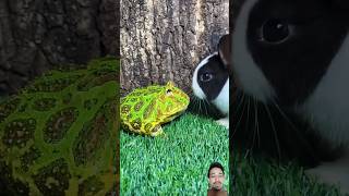 🐸 and Rabbit 🐇 frog cute funny pets animal rabbit bunny animals [upl. by Wymore]