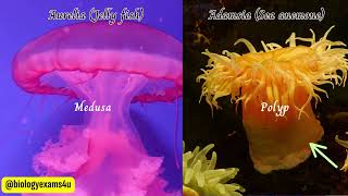 Phylum Cnidaria Coelenterates Characteristics and Examples  Medusa vs Polyp Animal Kingdom [upl. by Leal659]