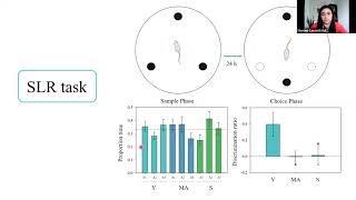 Talk Pattern Separation performance and hippocampal neurogenesis in aged female rats [upl. by Ubald]