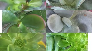 succulent plant caresucculent propagation from leaf with update part 2 [upl. by Tebazile607]