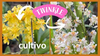 🟥Oncidium twinkle atualização e [upl. by Patton]