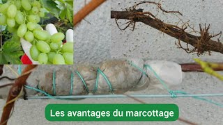 Comment marcotter la vigne  Marcottage aérien [upl. by Rycca]