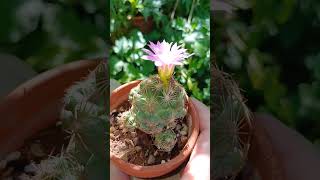 Escobaria hesteri🩷 cactusblooming [upl. by Akerue27]