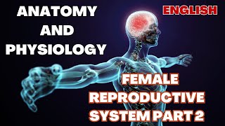 anatomy and physiology of FEMALE REPRODUCTIVE SYSTEM PART 2 an educational video [upl. by Einnahpets470]