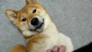 Shiba Inu Maximus confused at crazy noises [upl. by Weismann]