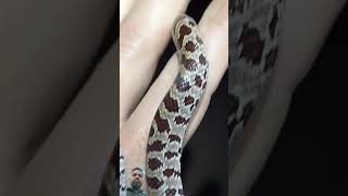 reptiles snake wildlife animals critters [upl. by Anaeda17]