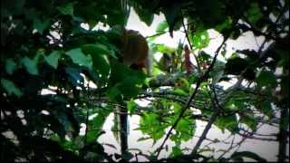 Callicebus cupreus  Red Titi  coppery titi Tuparro National Natural Park mamiferos colombianos [upl. by Gierc]