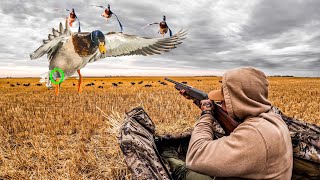 SOLO 20 GAUGE DUCK HUNT CHALLENGE BANDED MALLARD Limited Out [upl. by Aiveneg211]