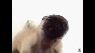 Pug Puppy Screen Cleaner [upl. by Auohc]