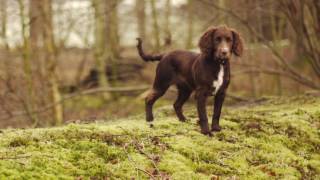 Working Cocker Spaniel Puppy [upl. by Keynes]