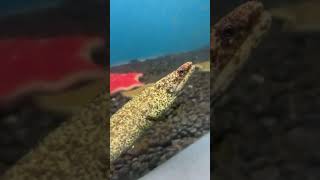 Mavelikara marine world marine world 🗺️ day in 60 second [upl. by Yelsnia]