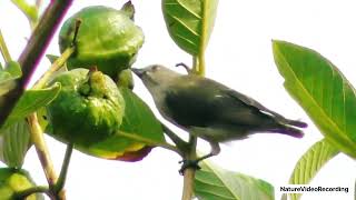 Beautiful Thick Billed Flowerpecker Bird [upl. by Onibla]