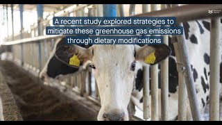 Bacteria and plant extract reduce methane production in dairy cows [upl. by Bloomer]