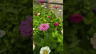 Zinnia Plant Spotlight gardening landscaping plantblogger substack [upl. by Oynotna]