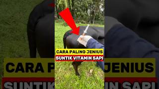 Cara Cerdik Suntik Vitamin Sapi‼️ [upl. by Ma]