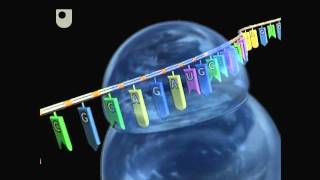 Creating Three Dimensional Structures  DNA RNA and Protein Formation 77 [upl. by Judi181]