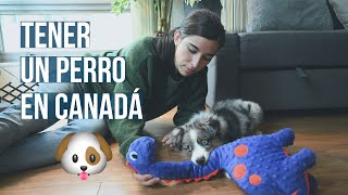 Mascotas en Canadá  ¿Cuánto Cuesta Tener un Perro  Coste anual y desglose de gastos [upl. by Dorthea89]